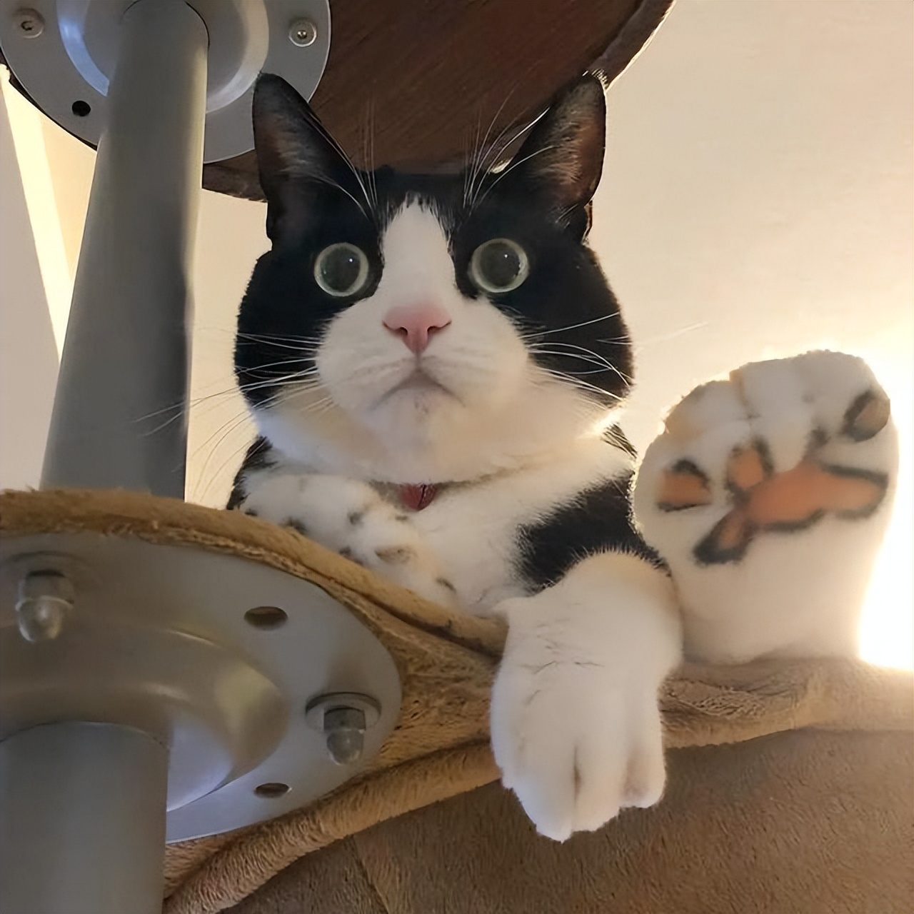 内向的猫咪养得熟吗,性格内向害怕暴力猫咪