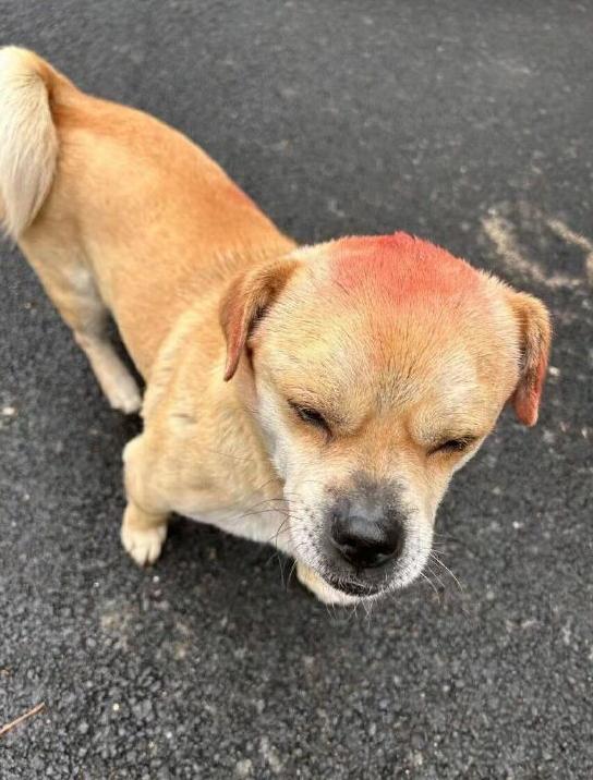 派出所警犬擦手,警犬被拿去擦手