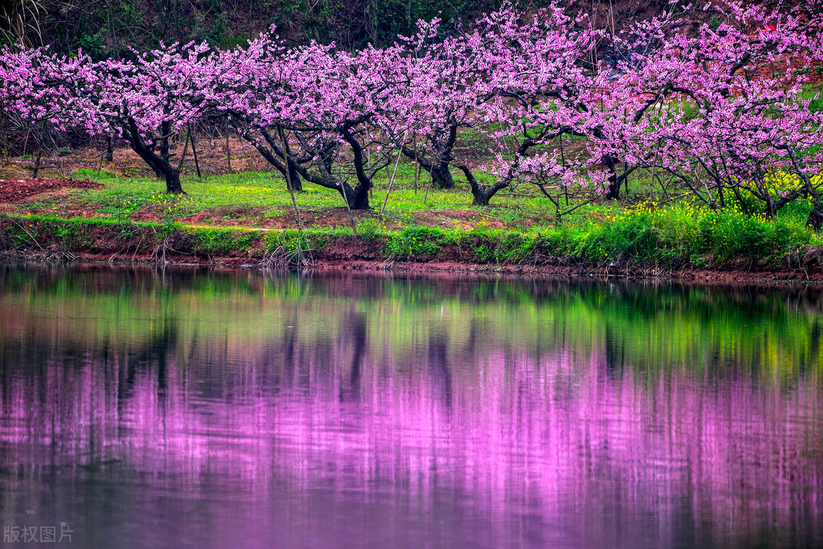 成都春天超美的地方,成都现在风景最美的地方