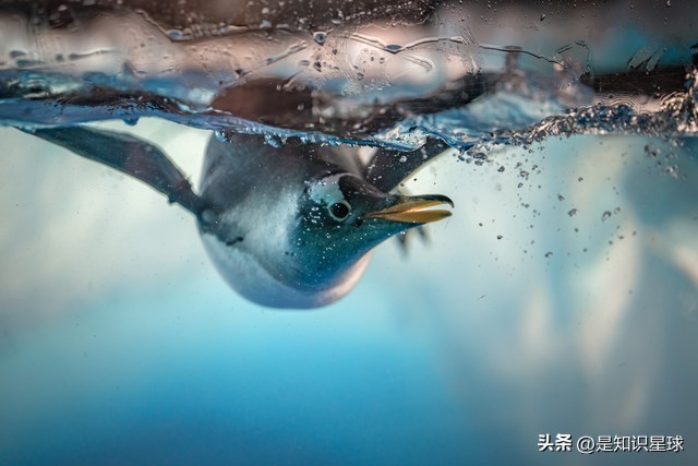 熊猫指头的特点,熊猫手指有几个指头