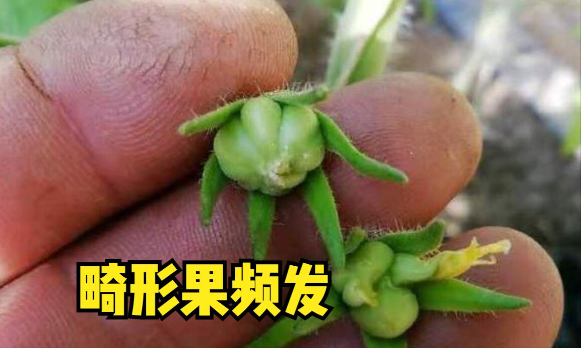 人工授粉坏处,人工授粉后的禁忌