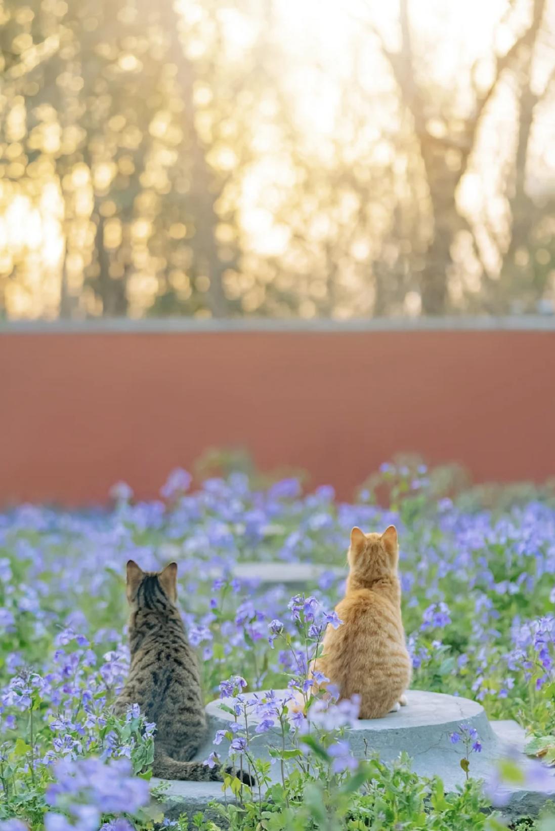 治愈系壁纸｜132张可爱小猫咪的样子