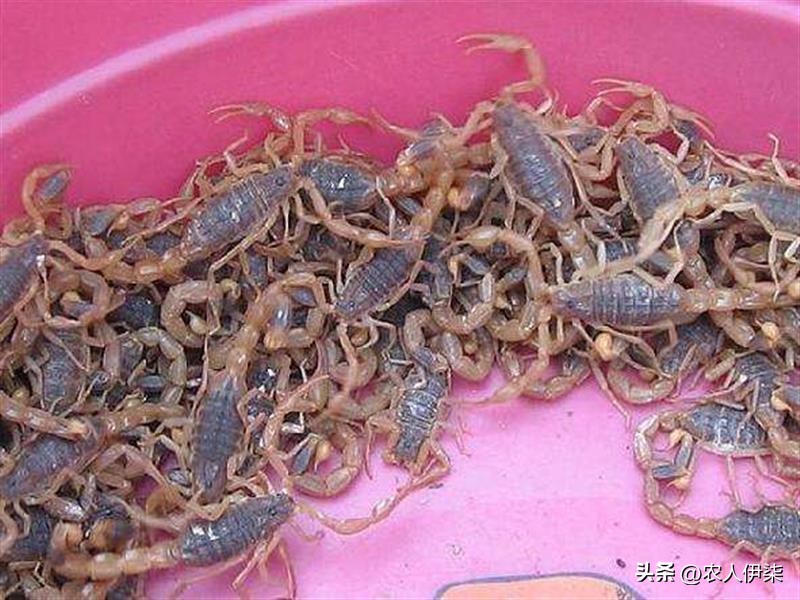 蝎子的市场行情可以养殖吗,养3000只蝎子投资多少钱