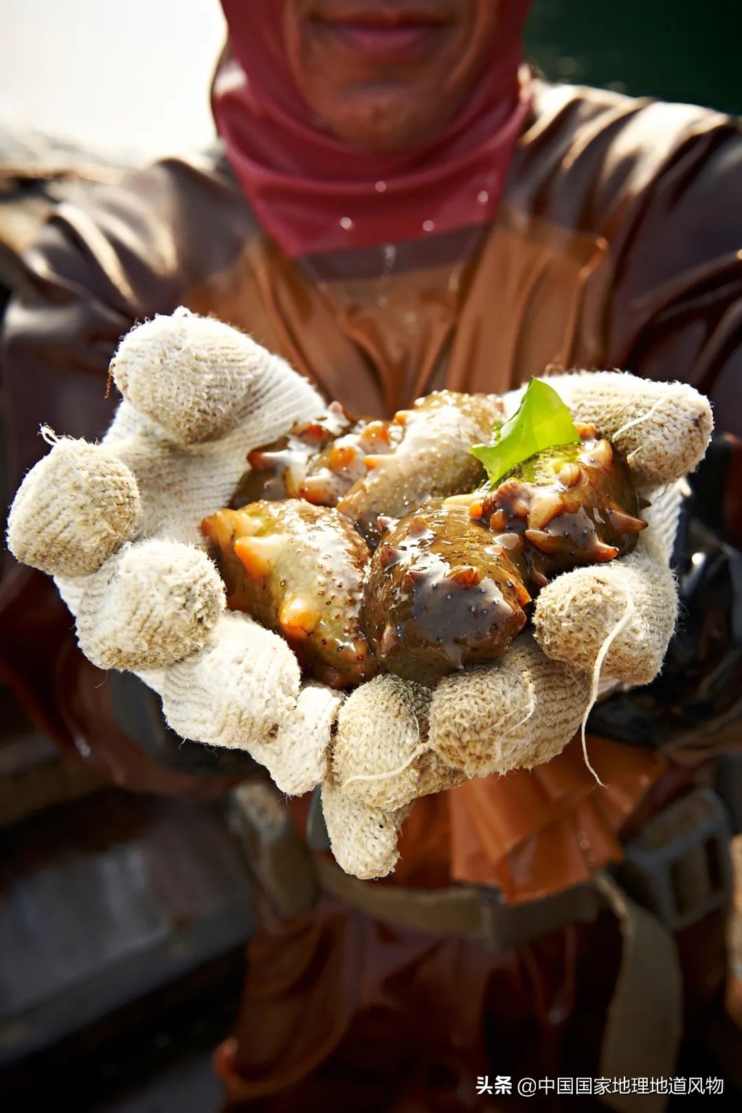 辽宁哪个地方的海鲜最好,辽宁各市都有啥海鲜