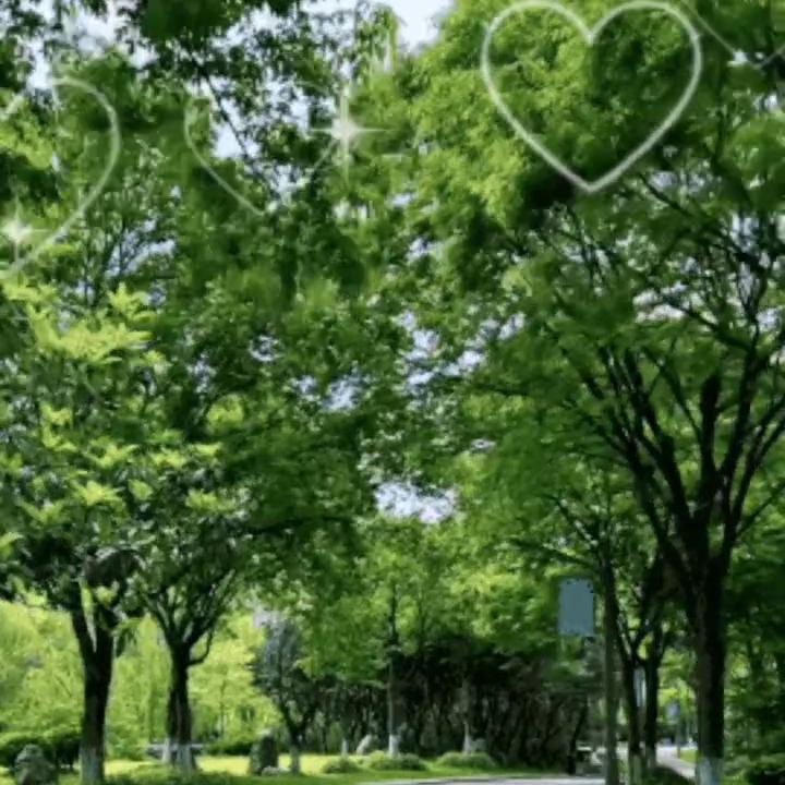 户外生存,户外行军蚁