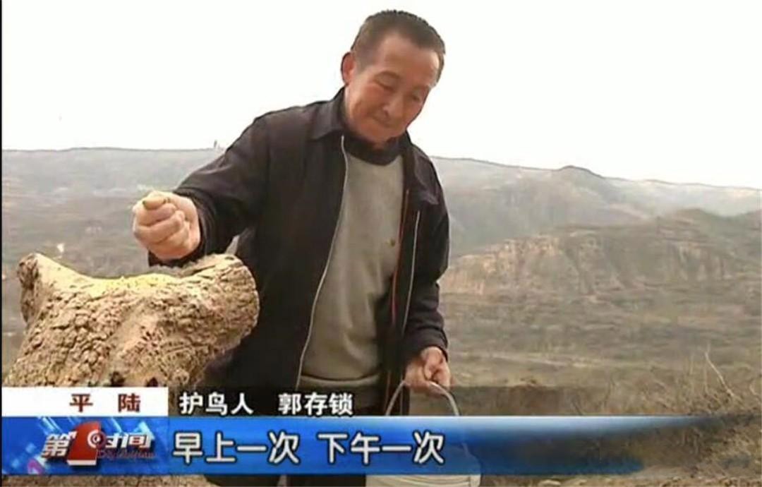 上山捡了野鸡蛋,山上捡的野鸡蛋孵出来能活吗