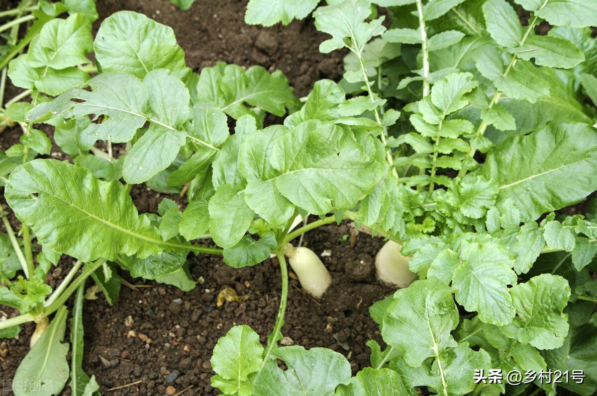 萝卜苗长虫子怎么办,萝卜苗上生小白虫子用什么药治