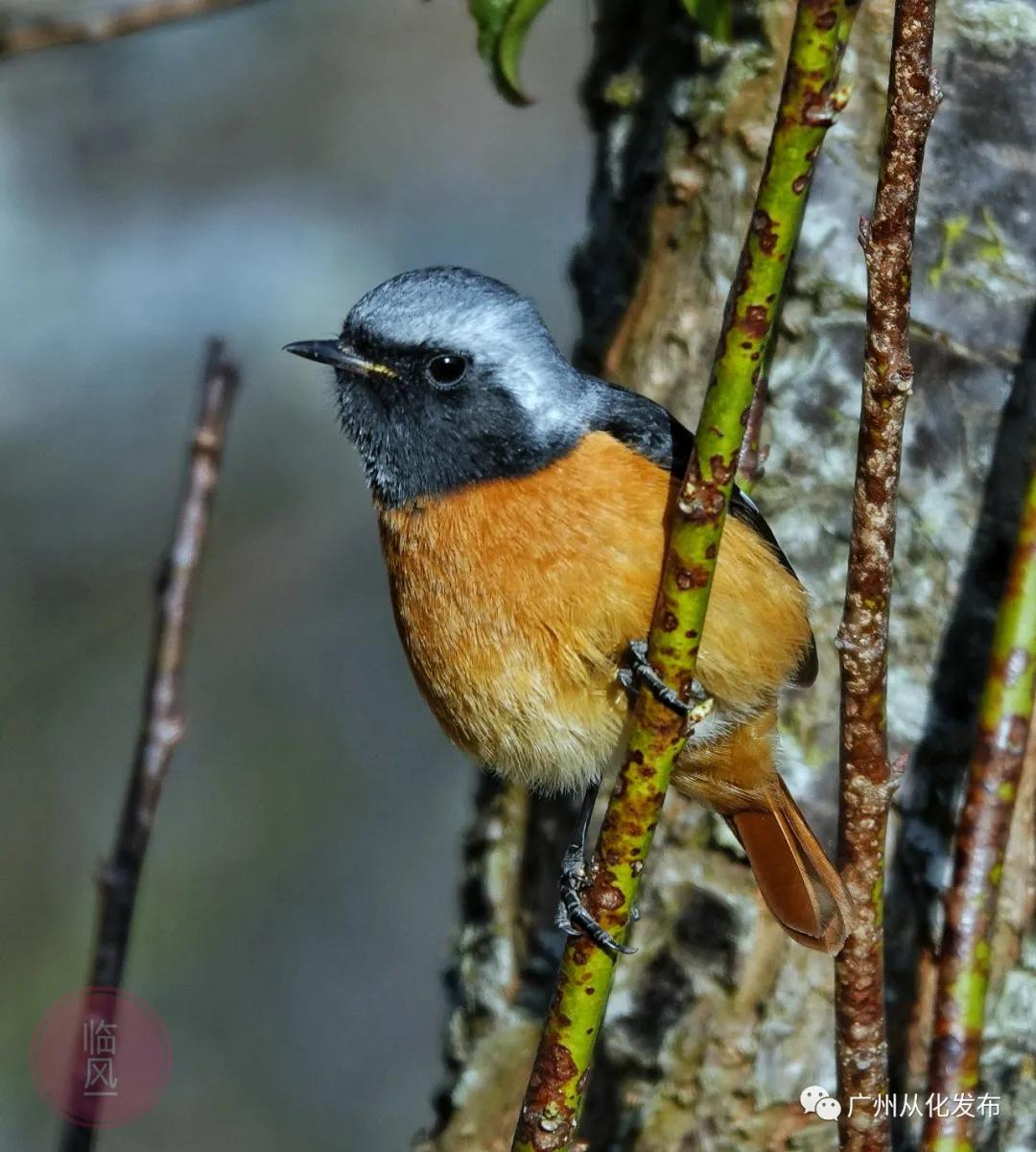 从化区宜居环境,广州市从化区绿色家园