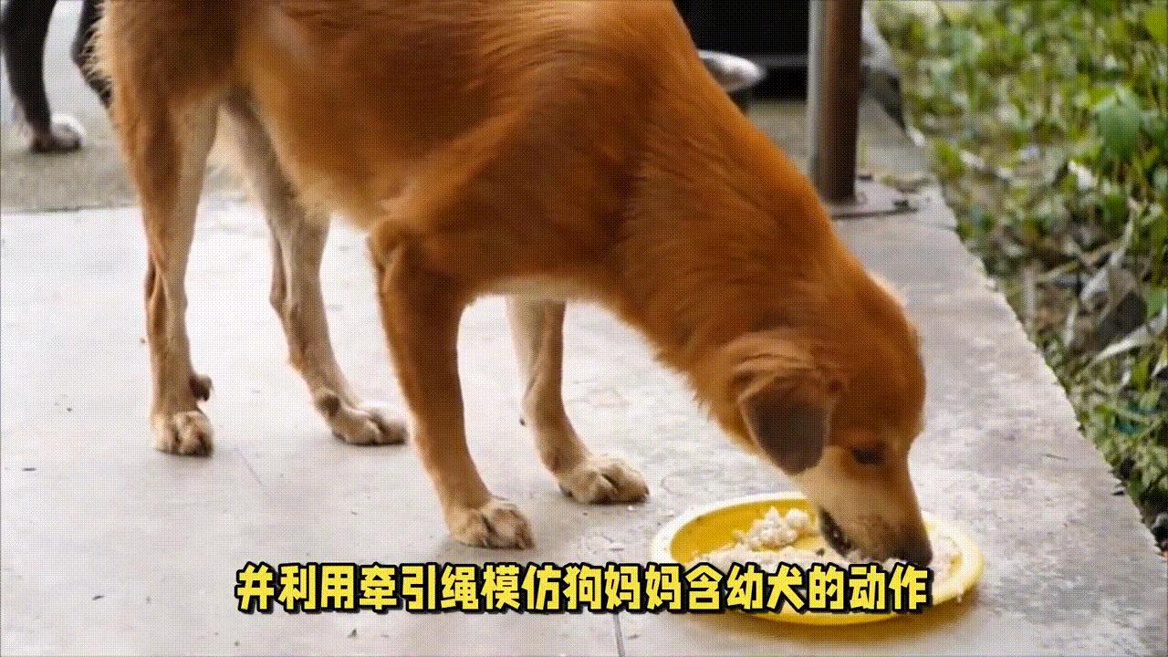 幼犬狗护食怎么纠正全过程,狗狗护食如何纠正训练视频