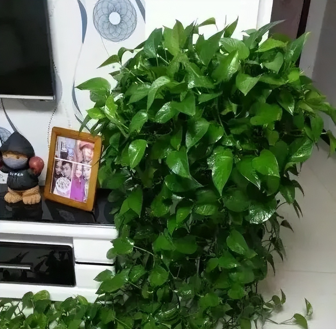 绿萝喜欢浇什么水才能长得旺,绿萝浇什么水它能长得特别旺盛