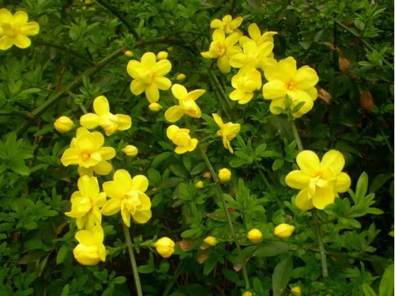 百花种类大全,百花的种类有哪些