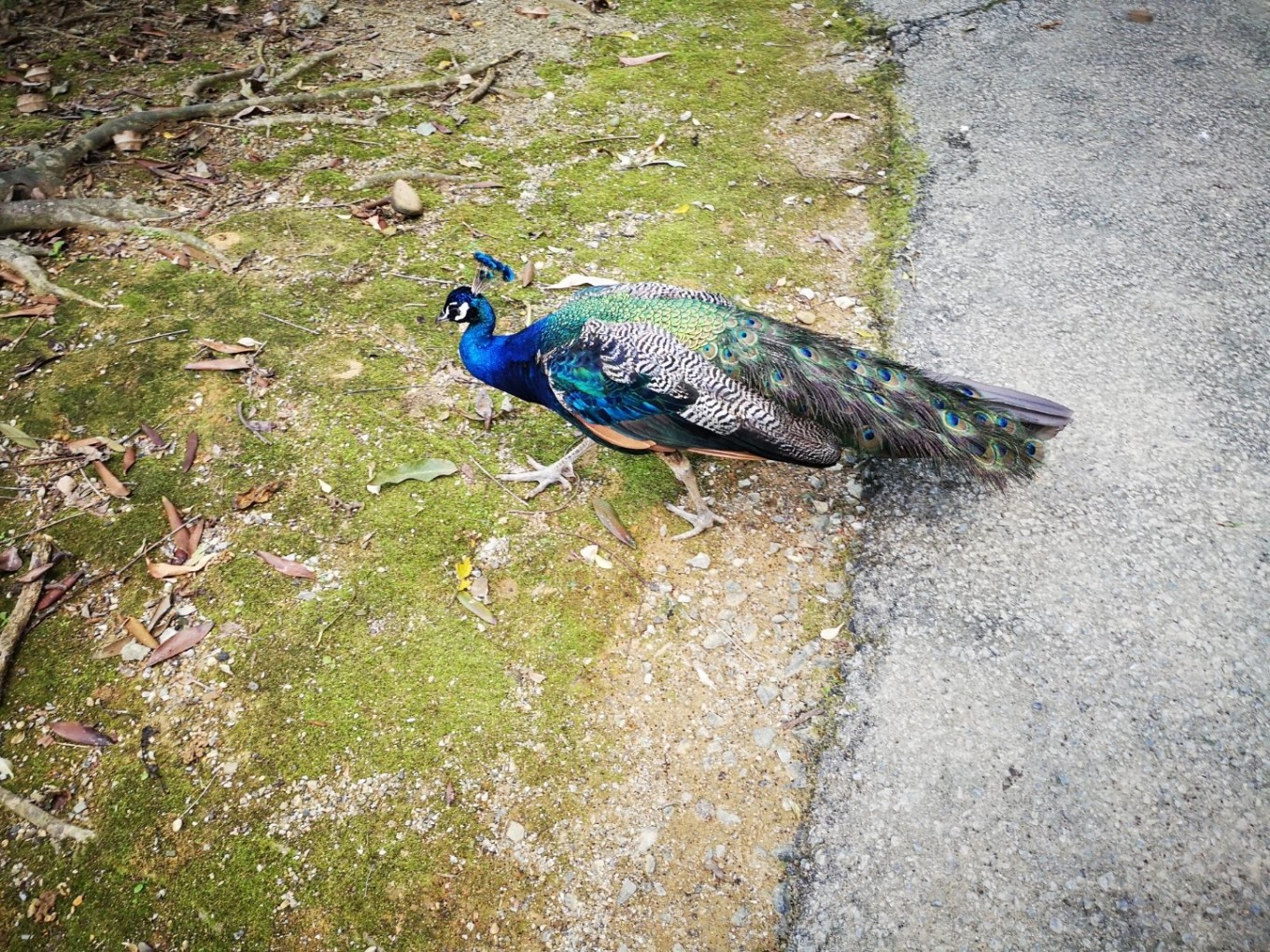 暑期档2019年,2019年暑期档