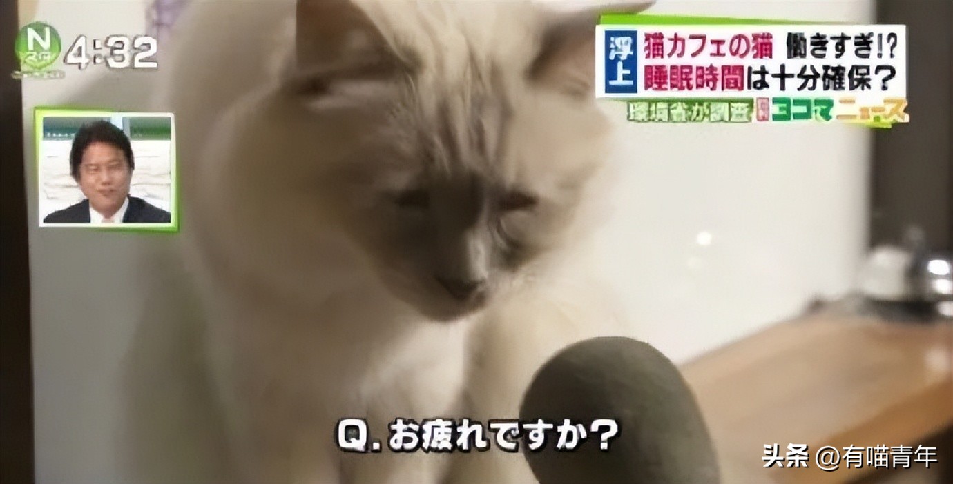 非洲雄狮打群架,俄罗斯战斗民族跟狮子打架