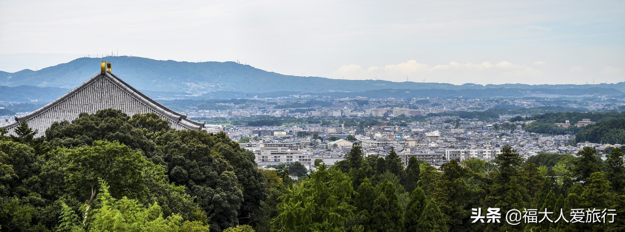 奈良看小鹿片段,奈良看小鹿和樱花