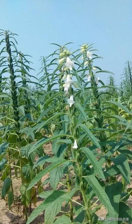 2023年端午是夏至吗,夏至端午紧相连的现象多吗