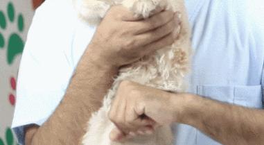 猫咪吃东西被噎住,猫咪吃东西卡住怎么救