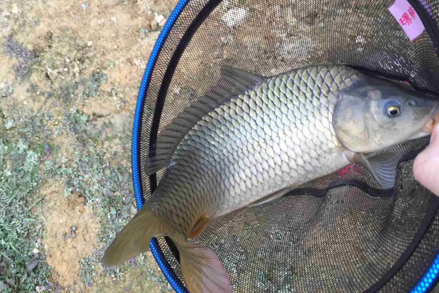 用玉米野钓鲤鱼不开口怎么办,野钓鲤鱼有口不中鱼原因解读