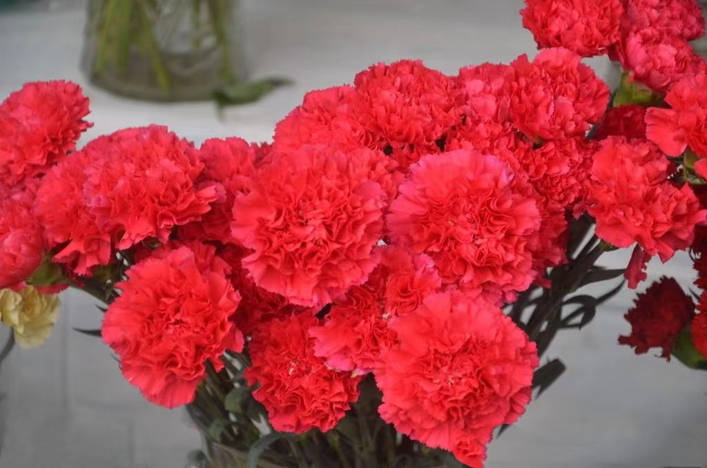 【临夏林草文化】科普篇‖康乃馨开本无意，奈何人间有真情