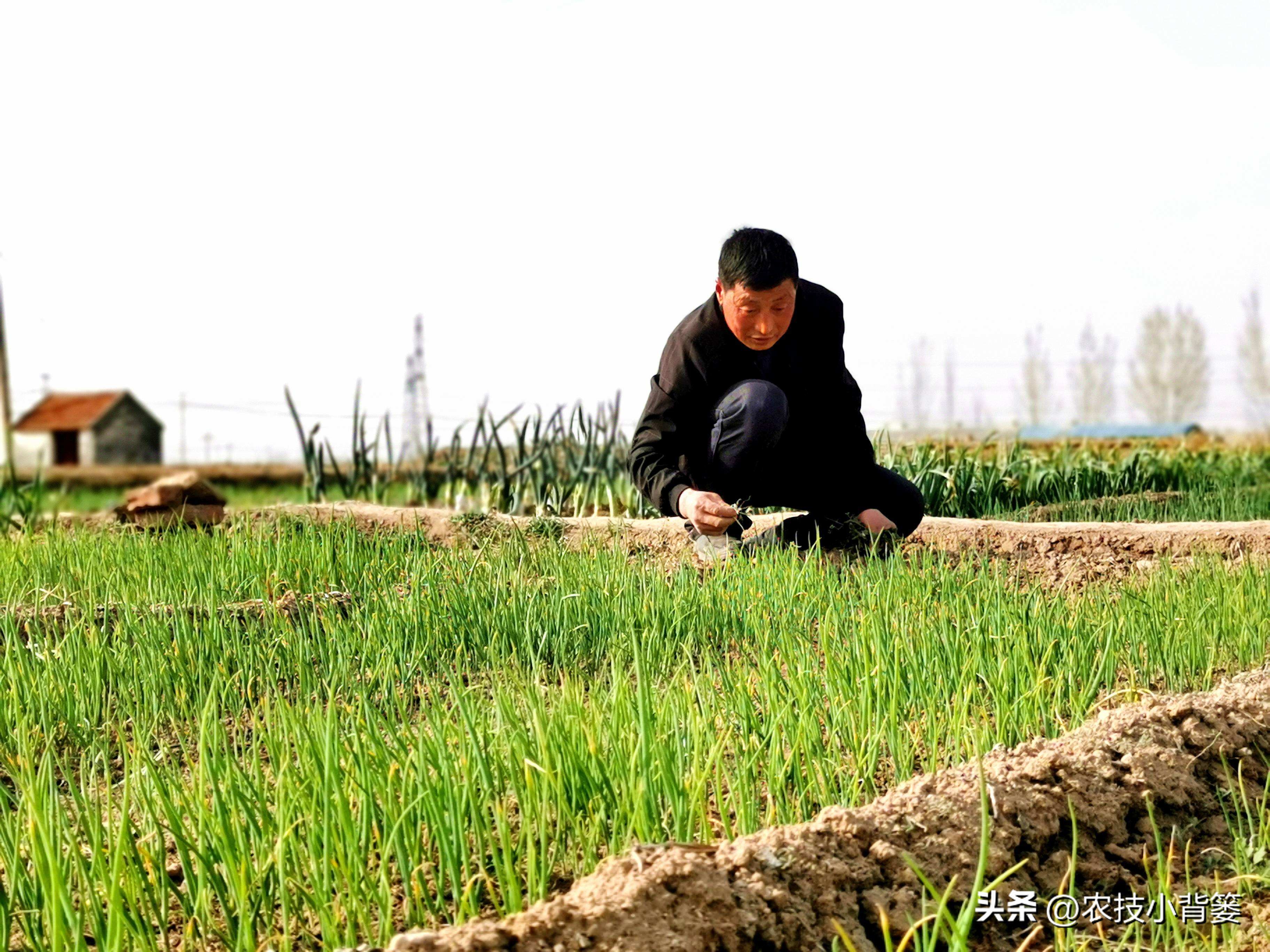 小香葱的种植方法与时间,小香葱播种多久可以采收