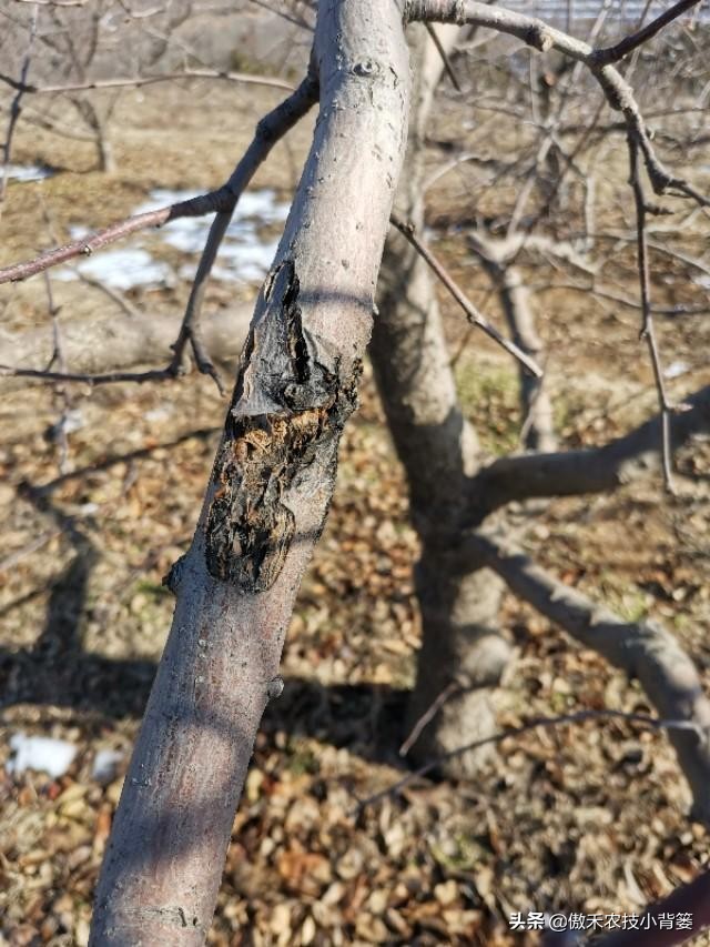 果树树干钻心虫用什么药效果好,芒果果树钻心虫用什么药最有效