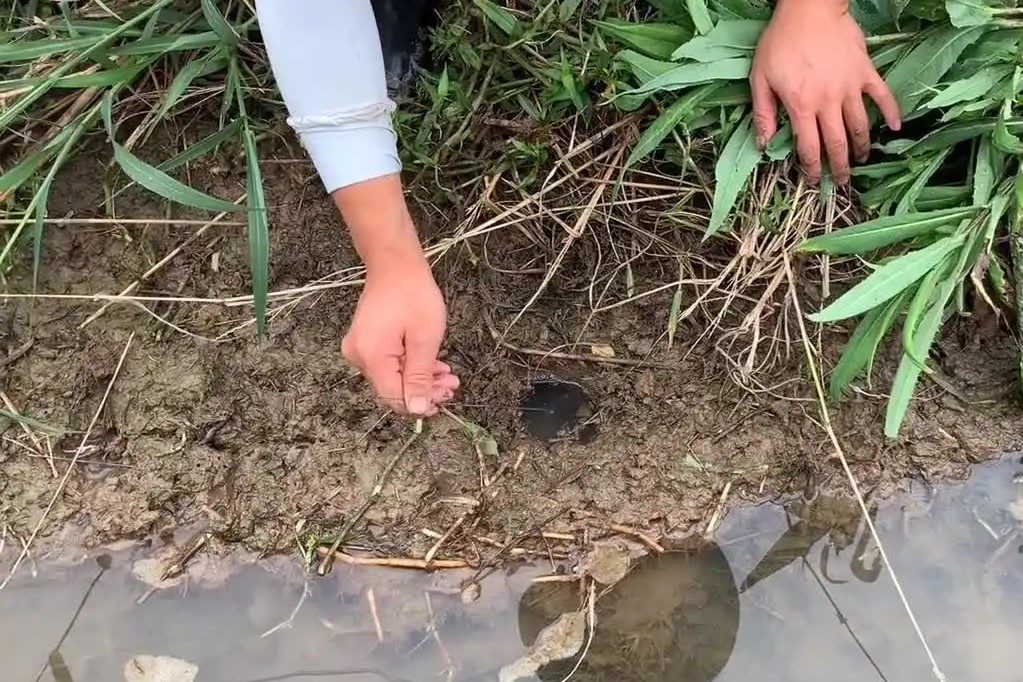 在河边掏龙虾洞掏出来一堆龙虾,河岸边的洞