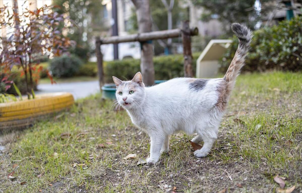 中华田园猫怎么养,中华田园猫为什么不建议养