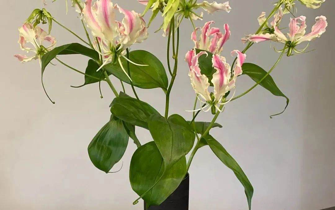 新手必看鲜花养护攻略,鲜花在水里能养几天会死