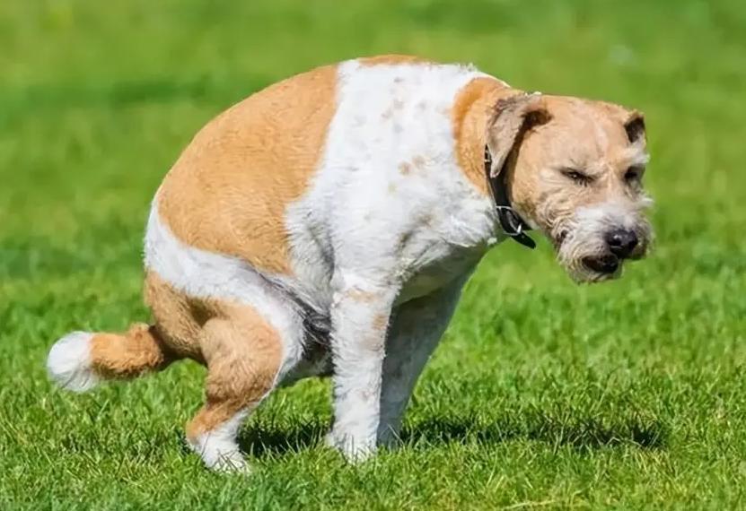 狗狗不会站怎么教,狗狗不会躺怎么教