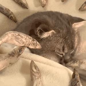 沙雕搞笑表情包头像,沙雕搞笑表情包图片静图