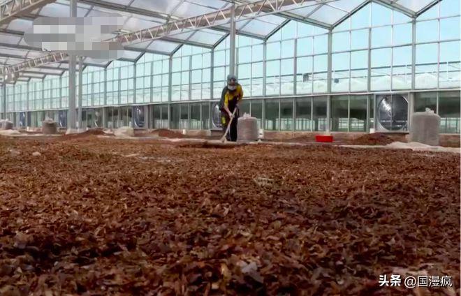 全国最大的蟑螂养殖基地在哪里,中国蟑螂养殖第一人