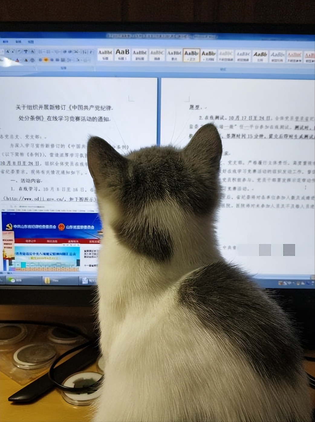 适合新手铲屎官养的6种猫咪,铲屎官需要知道的猫咪行为