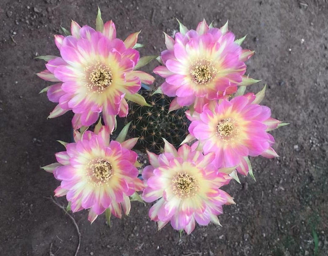 汤姆仙人球花图,汤姆丽花仙人球开花