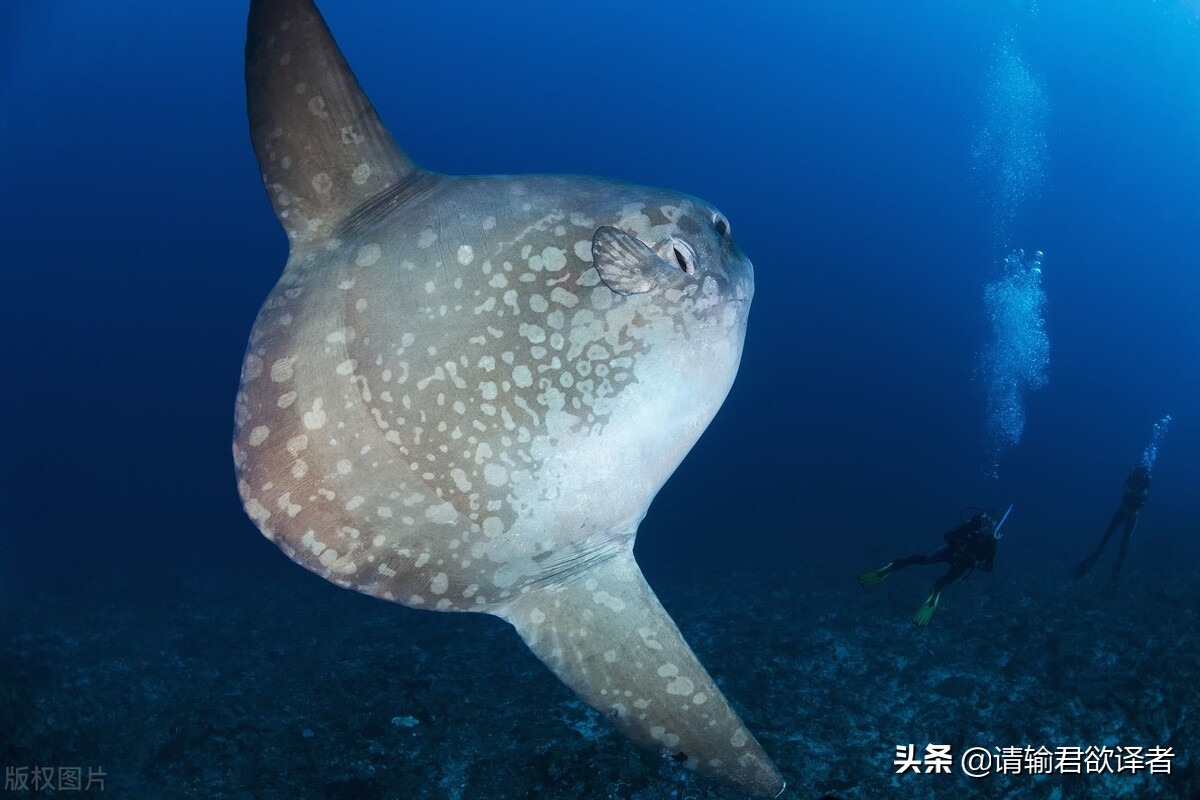 海底知识大全关于动物和植物,我们了解到了很多动物的知识
