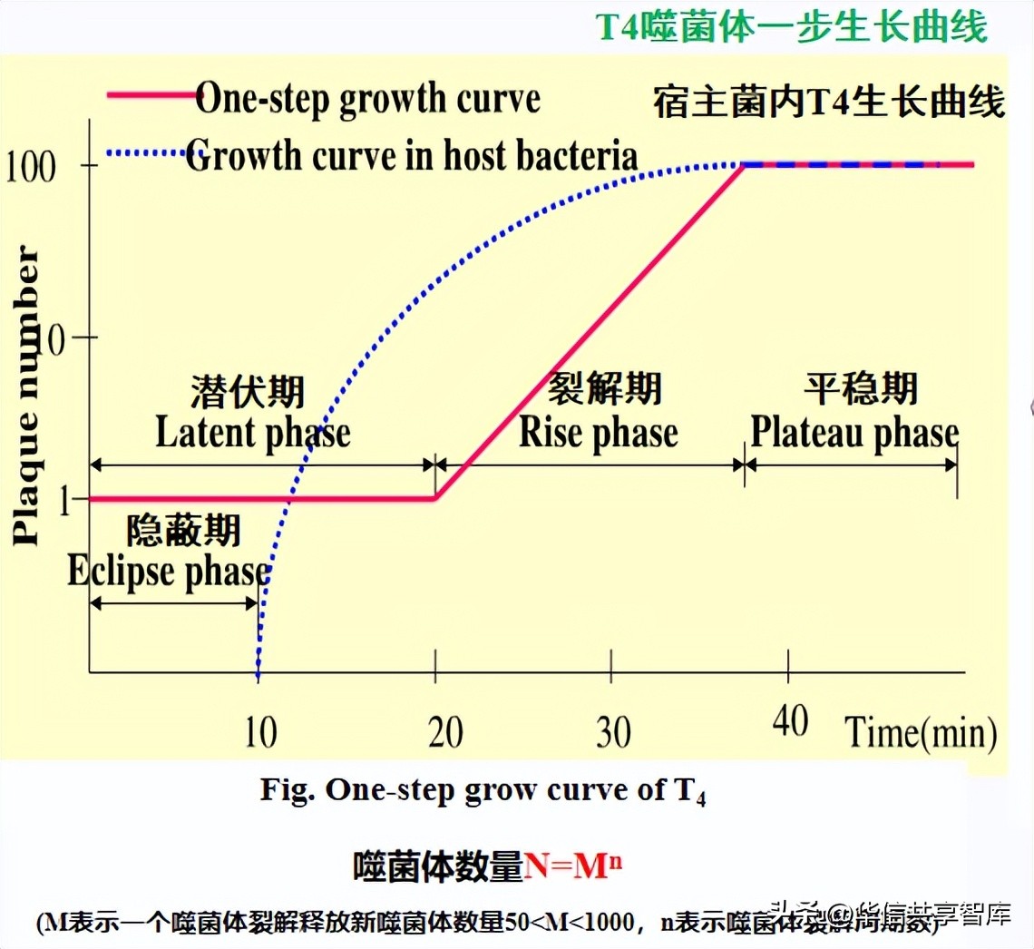 【听课笔记】王冉研究员：噬菌体的研究现状及应用前景