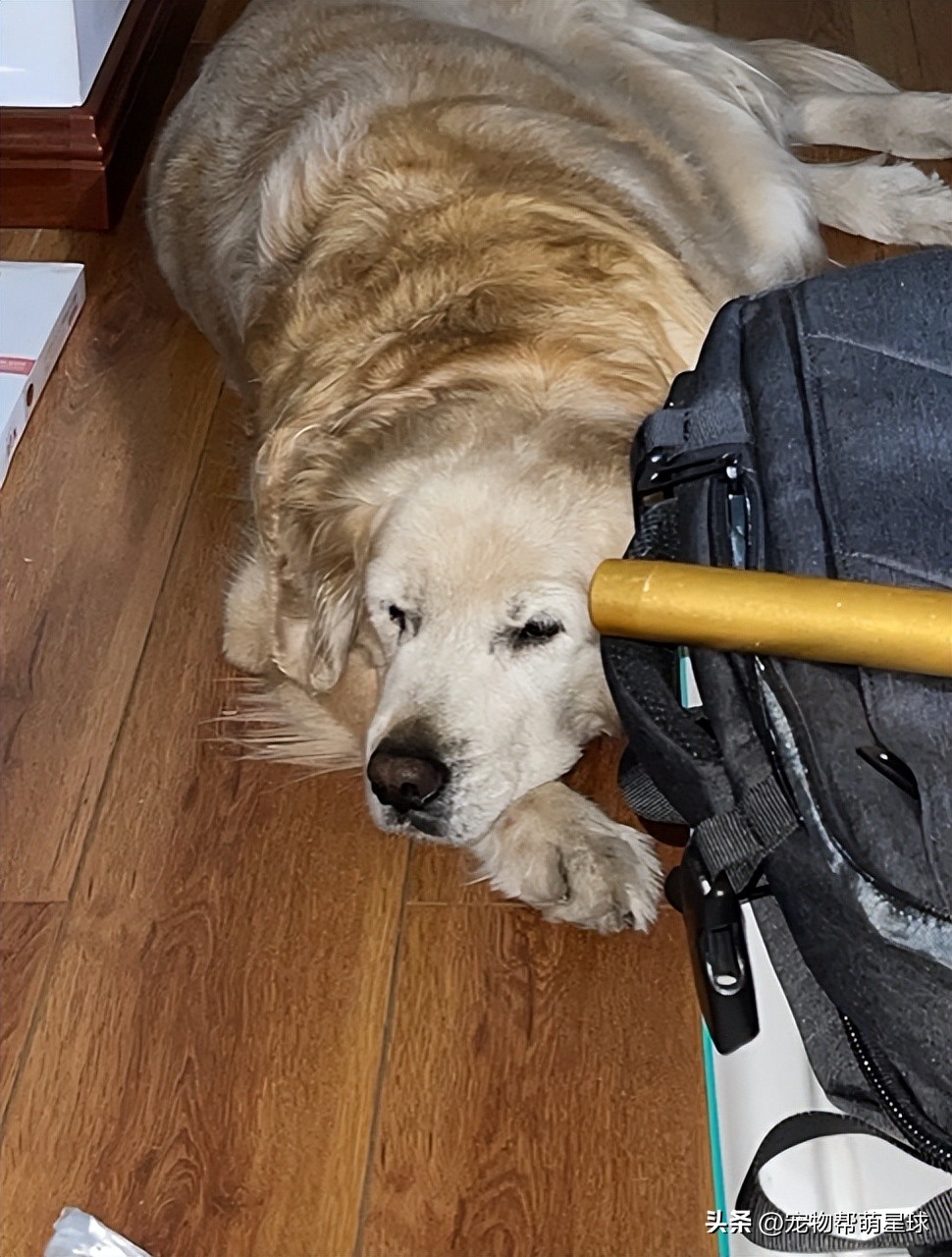 当你不见了宠物该怎么办,宠物不在了伤心怎么办