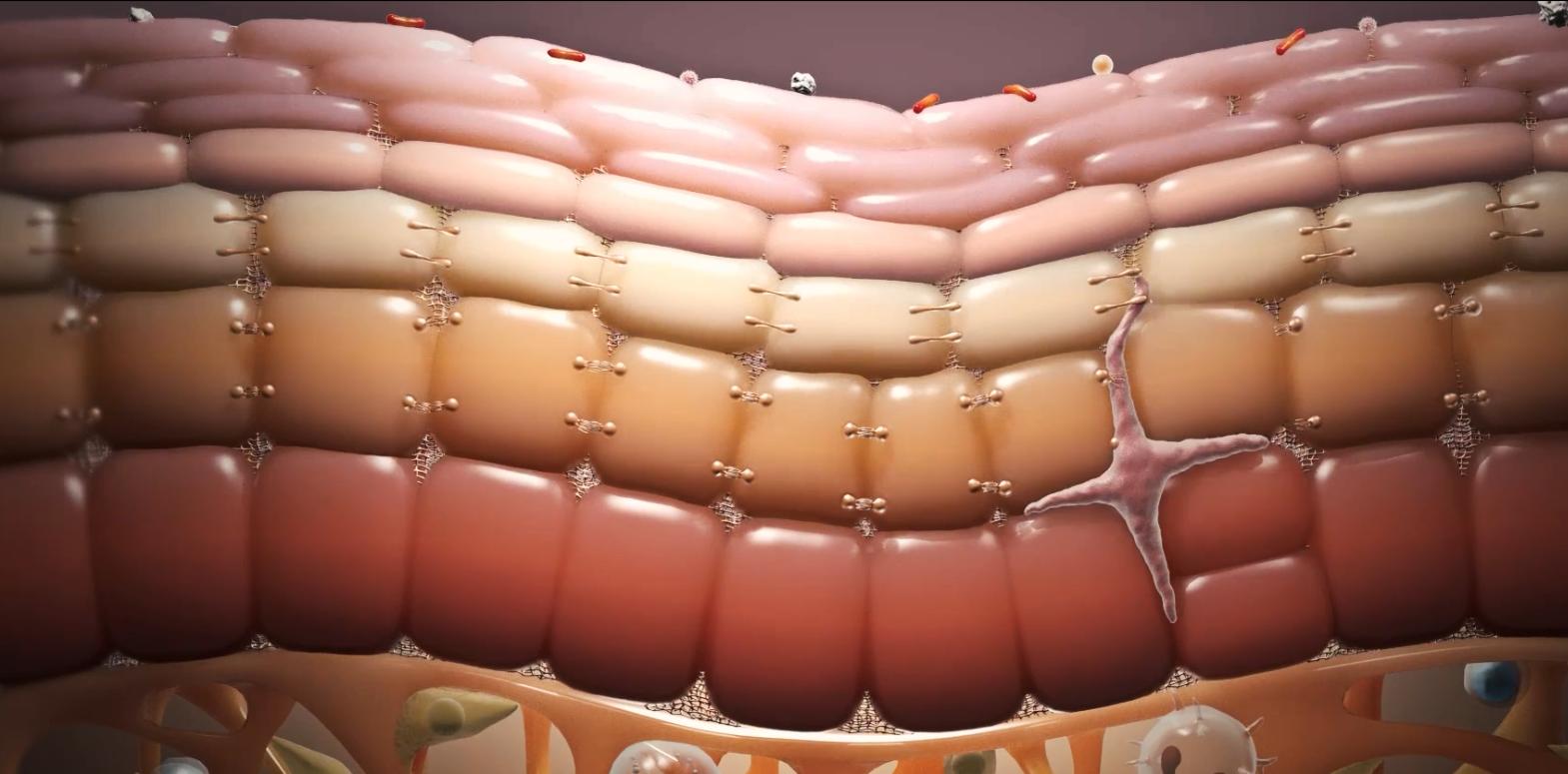 人体最大的器官是不是肝脏,人体最大的器官是指什么百科