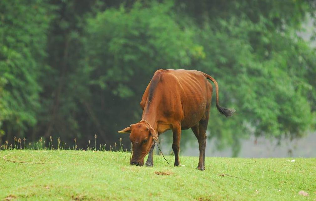 母牛产后不打栏最有效的方法,母牛产后几天可以喂饲料