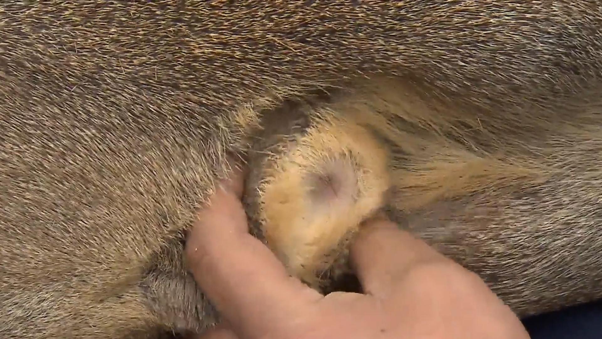 麝香有什么价格,麝香有多稀缺