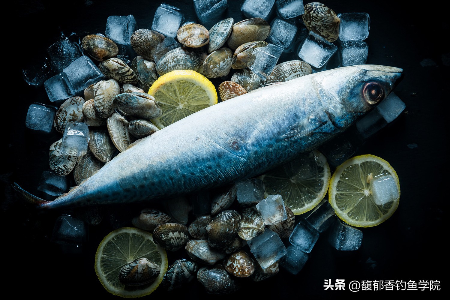 立秋以后的鱼应该怎么钓,冬季海钓推荐什么鱼种好