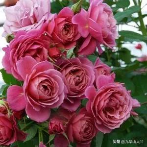 大花浓香勤花的月季品种,大花月季品种介绍大全图片及价格