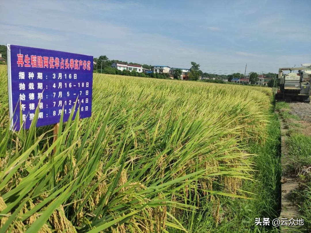 荃两优华占稻种简介,丰两优华占稻种多少钱