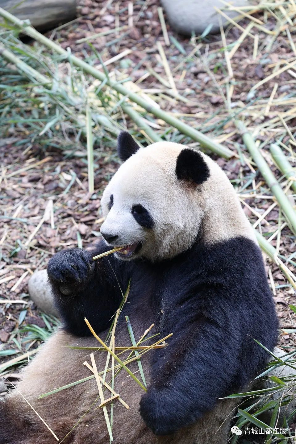 都江堰好玩的打卡地,好玩地方推荐适合带小孩都江堰