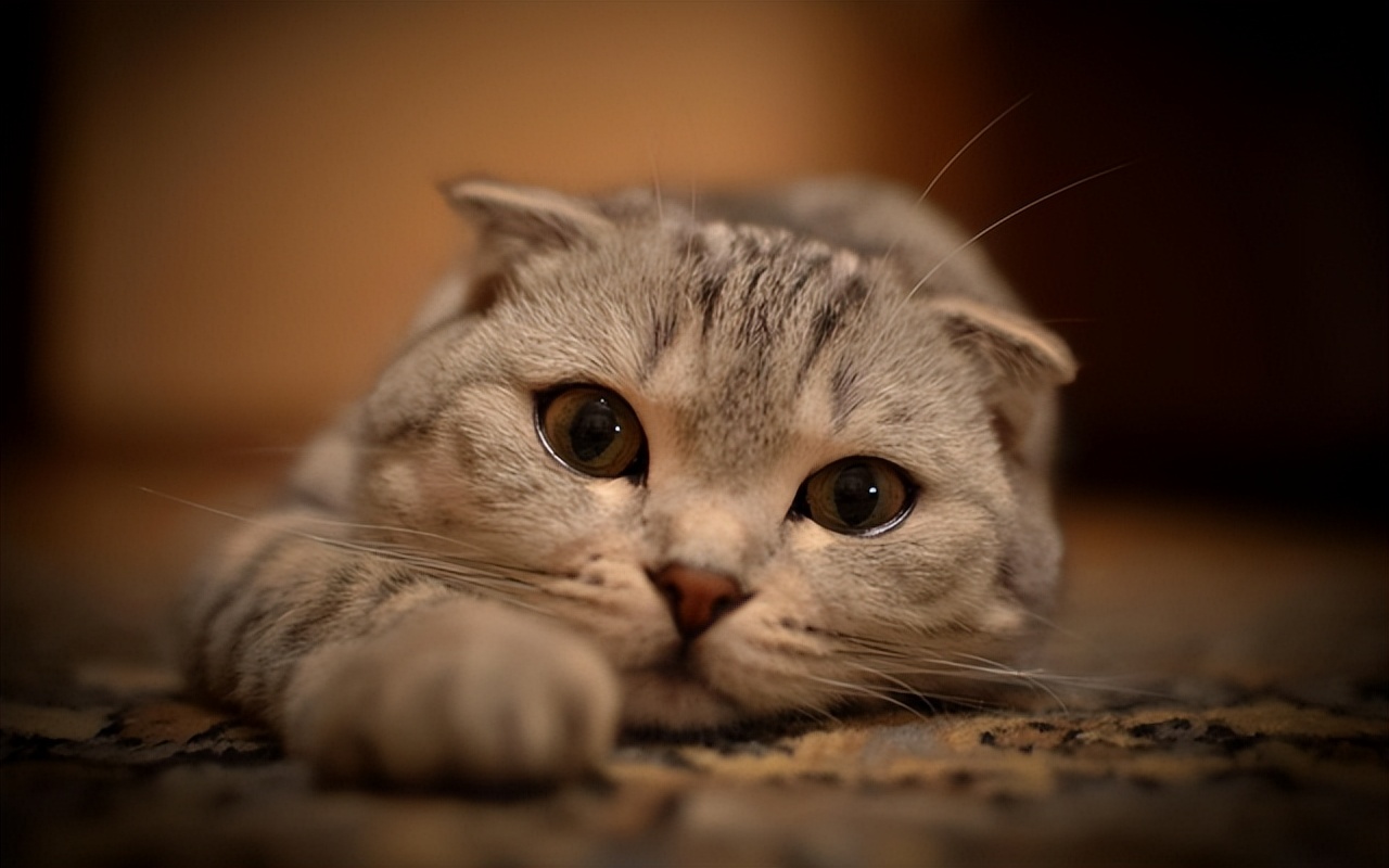 猫肠胃炎不吃不喝便血,猫得了严重的肠胃炎怎么办