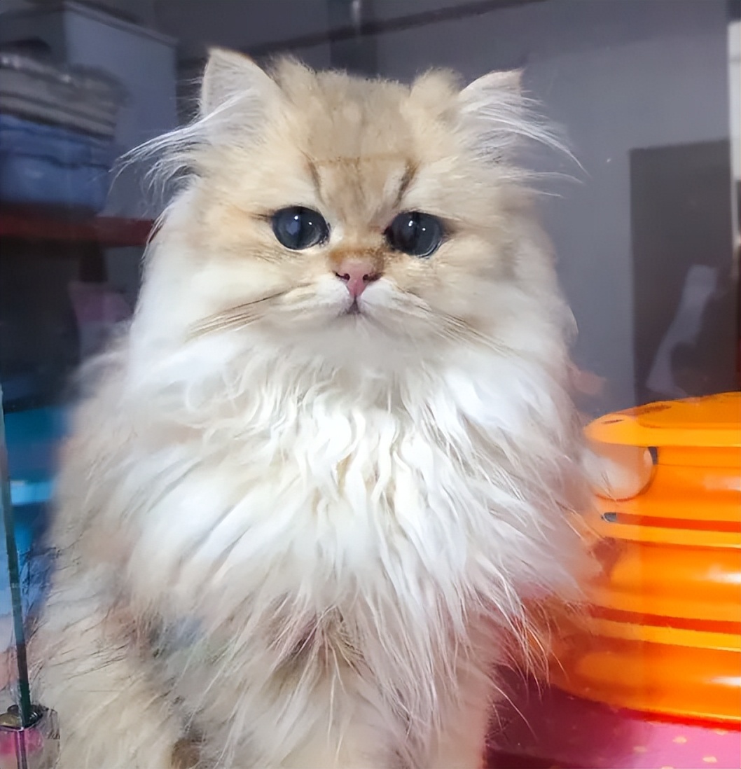 猫不洗澡为什么不臭,哪种猫不掉毛又好养还温顺又便宜