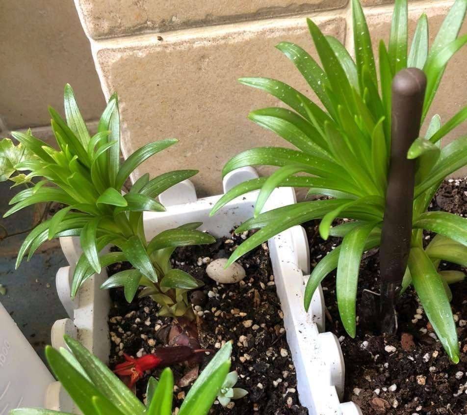 这3种花漂亮又好养1年能开300多天,5种花超好养漂亮上档次