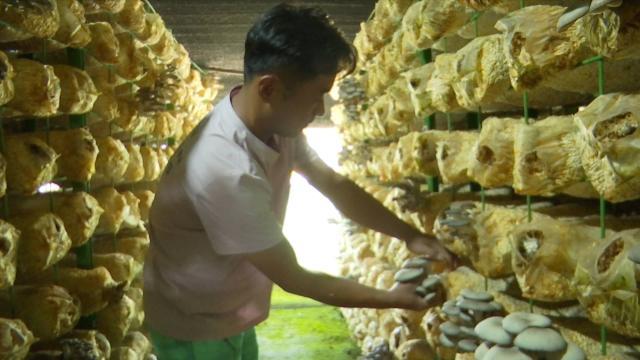 小小菌棒助农增收,110万袋食用菌助农脱贫增收