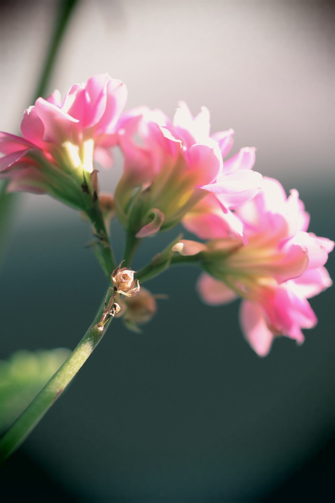eos佳能轻便小巧,佳能微型相机eos