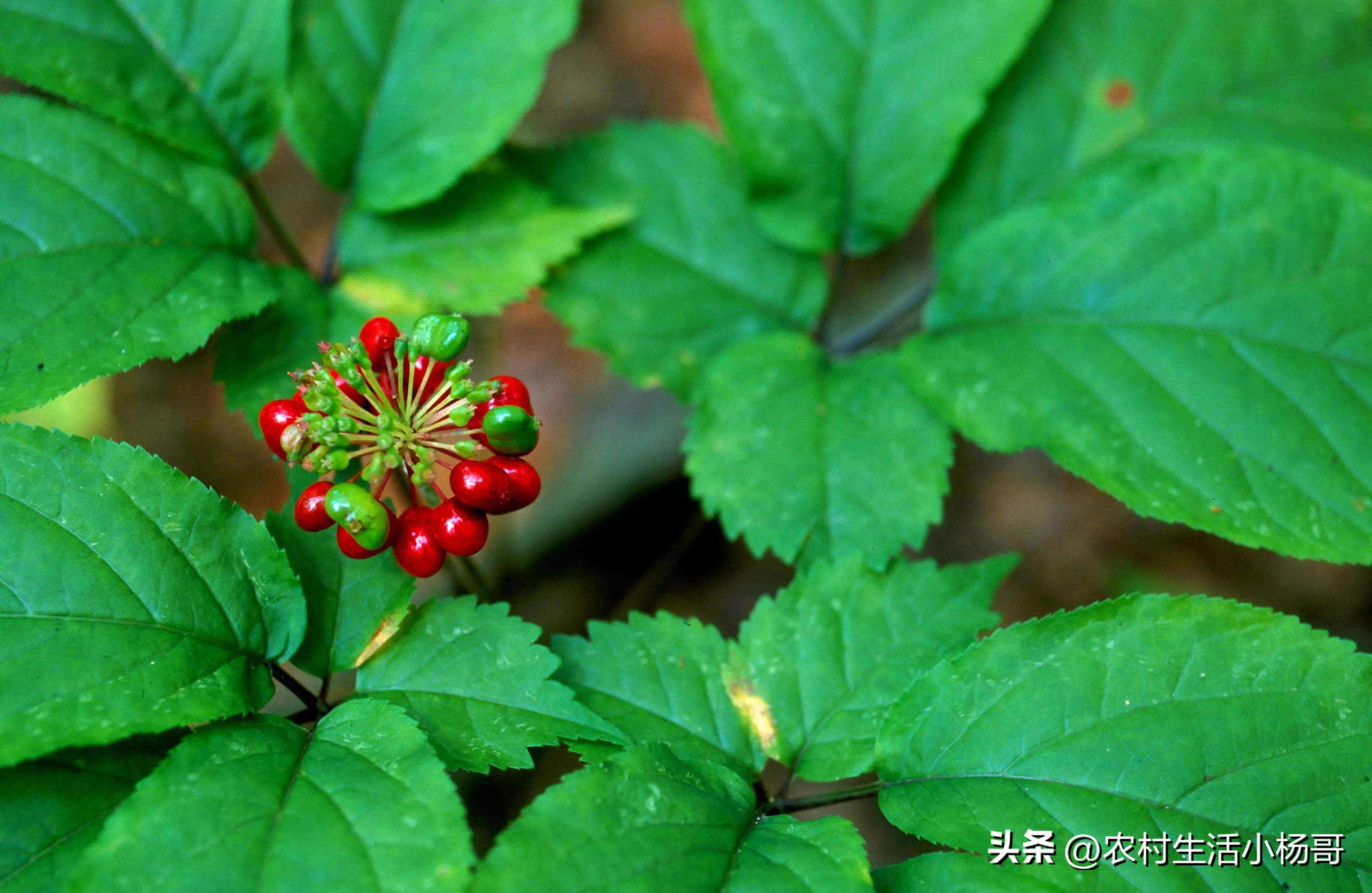 农村土地种什么药材赚钱,农民种地也能致富推荐一种中药材