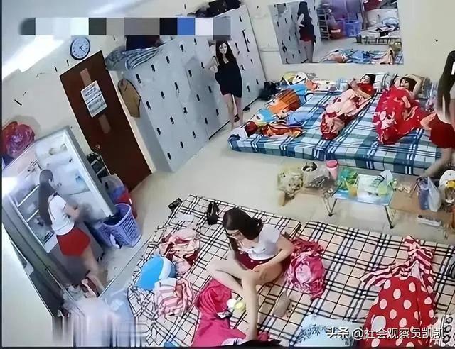 探秘缅北训狗场的真实画面,缅北训狗场怎么训