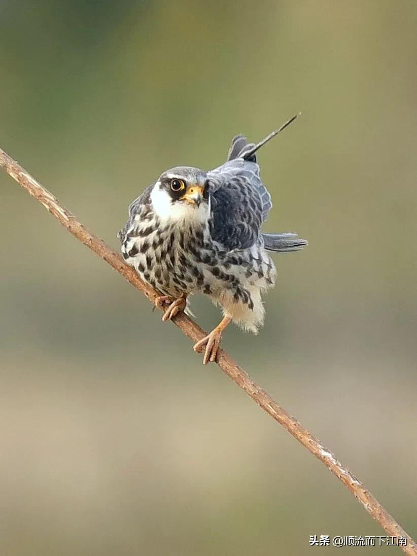 红脚隼叫声,红脚隼